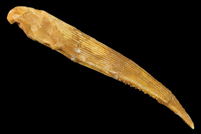 Fossil Shark (Hybodus) Dorsal Spine - Morocco #145376